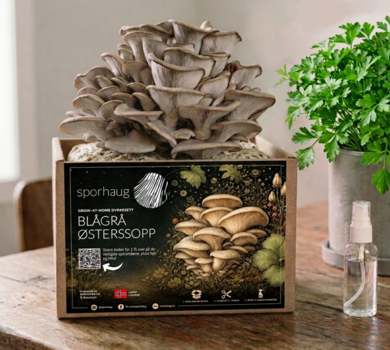 Blågrå Østerssopp Dyrkesett